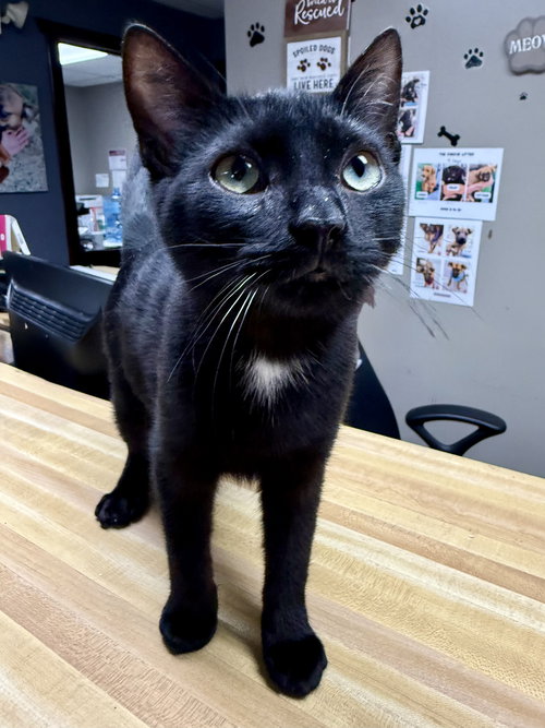 picture of the cat needing adoption