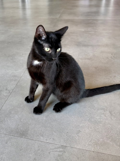 picture of the cat needing adoption