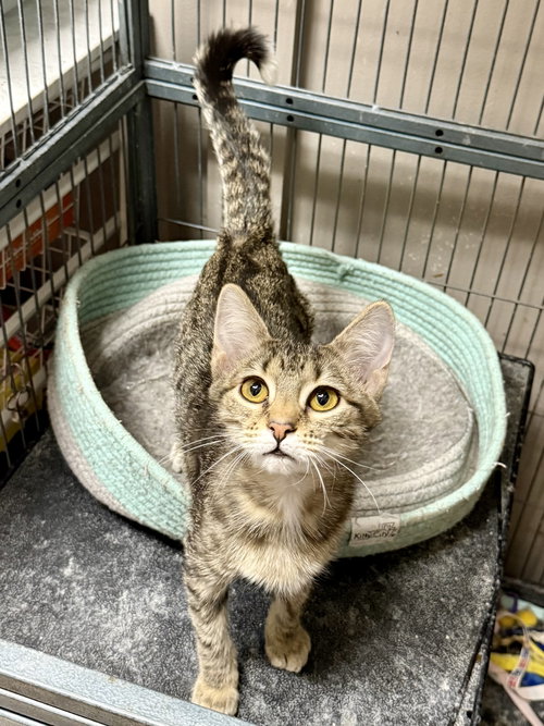picture of the cat needing adoption