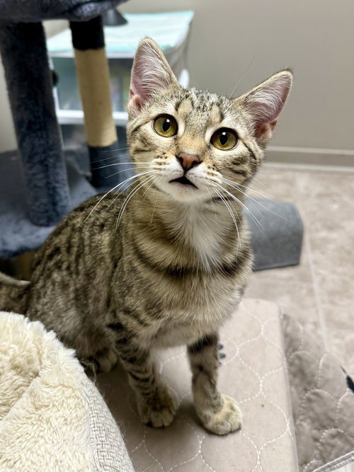 picture of the cat needing adoption