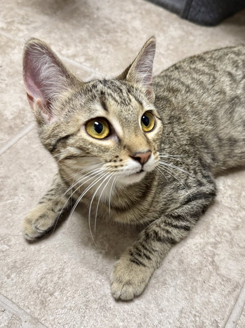 CAT - Blossom, Baby Domestic Short Hair / Mixed (short coat), cat for adoption in Orland Park, Illinois