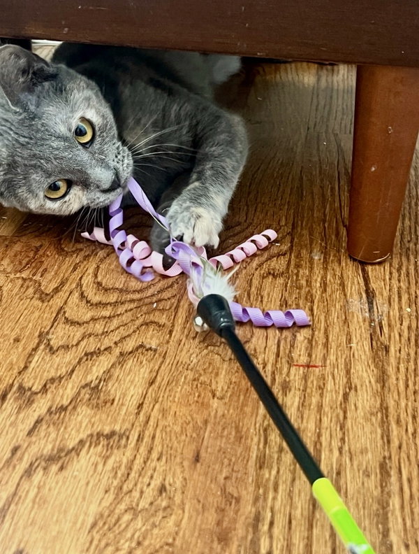 CAT - Bubbles