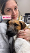 Evie - Photo 1