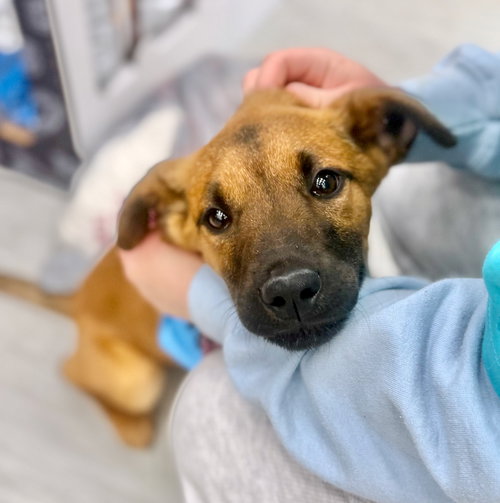EVIE - Black Mouth Cur available for adoption