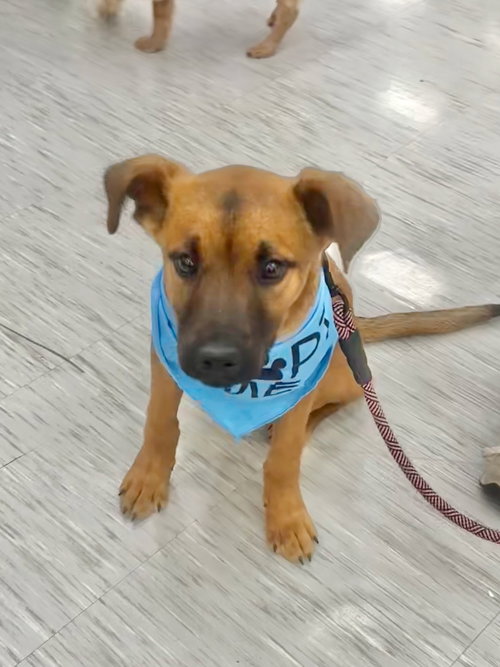 EVIE - Black Mouth Cur available for adoption