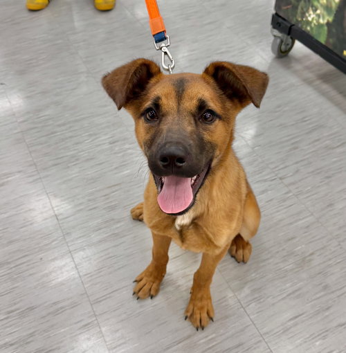 picture of the dog needing adoption