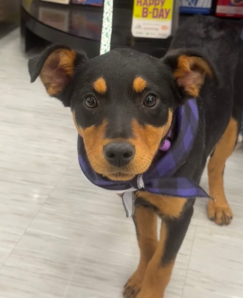 EMMIE - Black Mouth Cur available for adoption