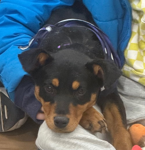 EMMIE - Black Mouth Cur available for adoption