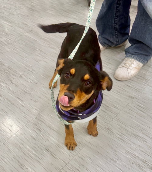EMMIE - Black Mouth Cur / Rottweiler available for adoption