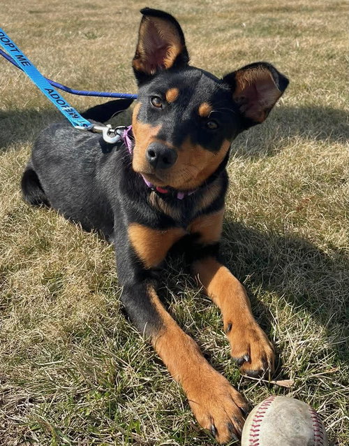 Emmie, an adoptable Black Mouth Cur in GILBERTS, IL