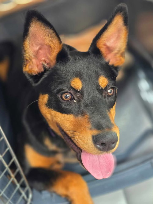 picture of the dog needing adoption
