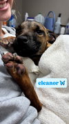Eleanor - Photo 1
