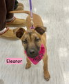 Eleanor - Photo 1