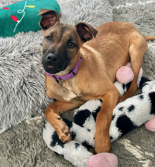picture of the dog needing adoption