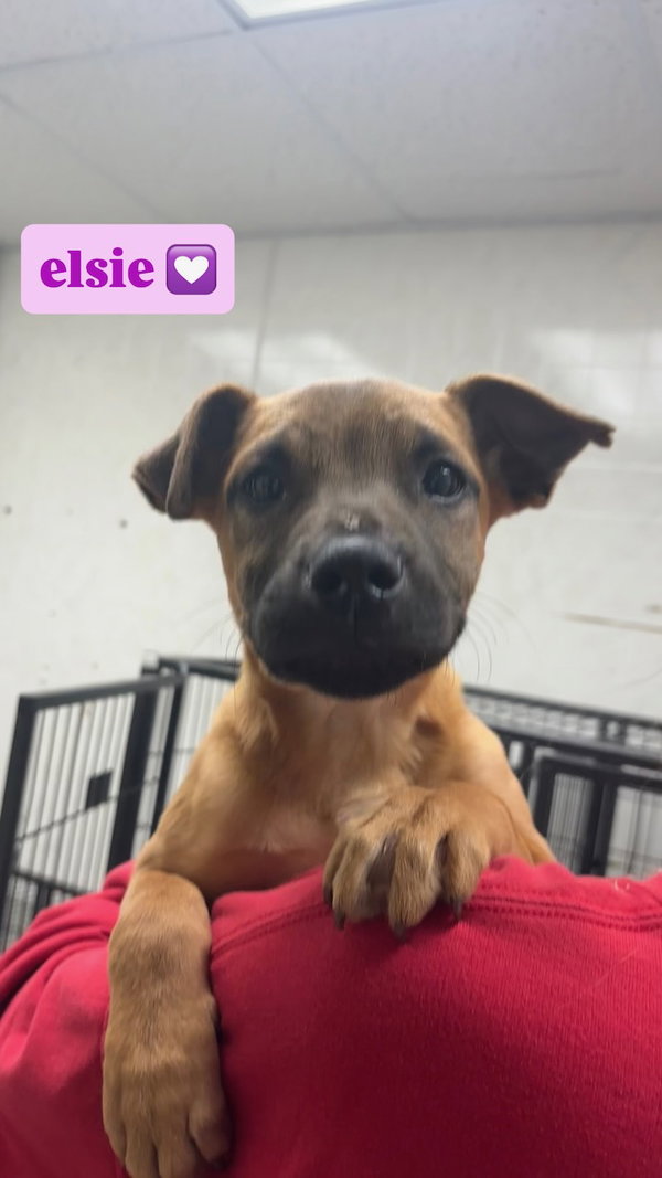 Elsie