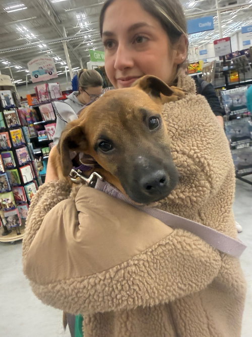 ELSIE - Black Mouth Cur available for adoption