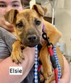 Elsie - Photo 9