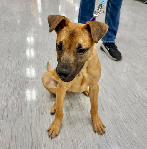 picture of the dog needing adoption