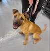 Elsie - Photo 3