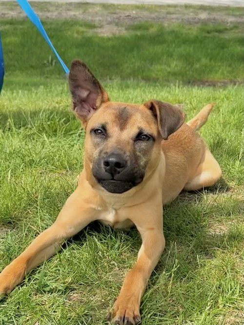 Elsie, an adoptable Shepherd in Gilberts, IL