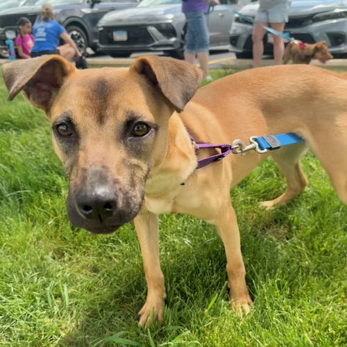 ELSIE - Shepherd / Black Mouth Cur available for adoption