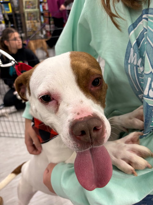 picture of the dog needing adoption