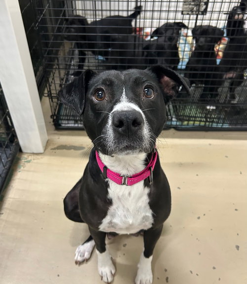 picture of the dog needing adoption