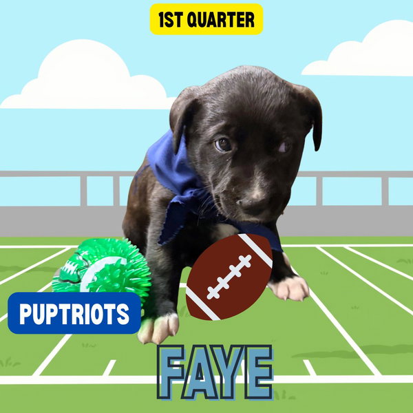 Faye