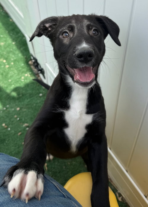 Faye, an adoptable Labrador Retriever in GILBERTS, IL