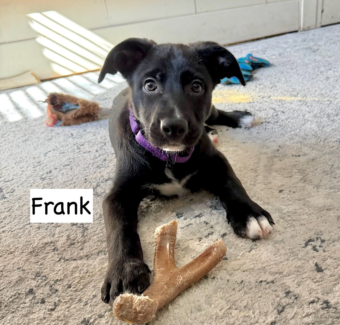 Frank