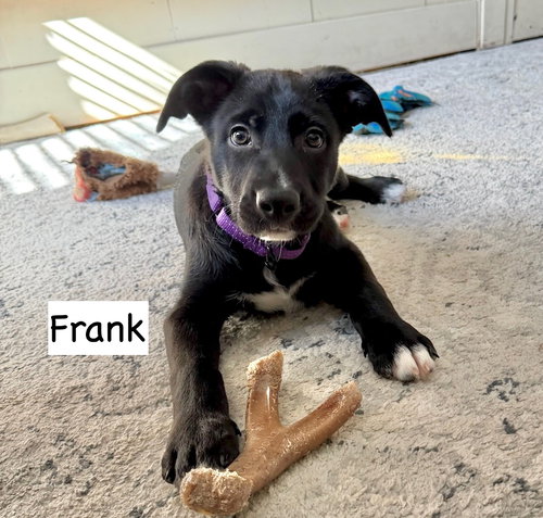 Frank, an adoptable Labrador Retriever in GILBERTS, IL