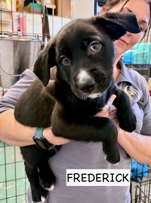 picture of the dog needing adoption