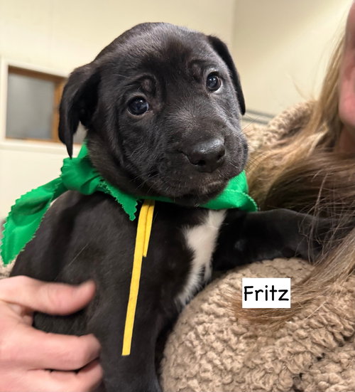 picture of the dog needing adoption