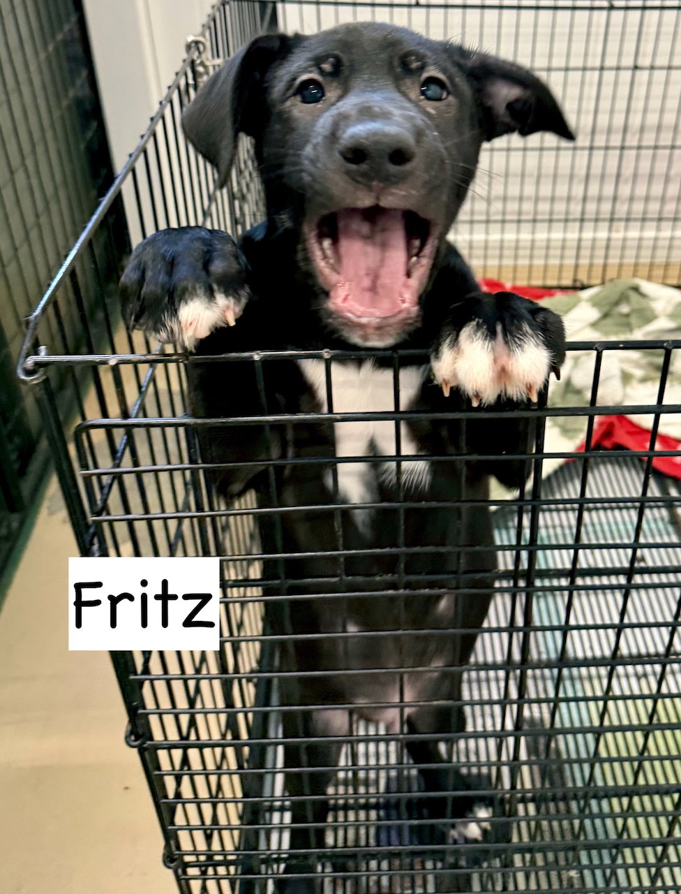 Fritz