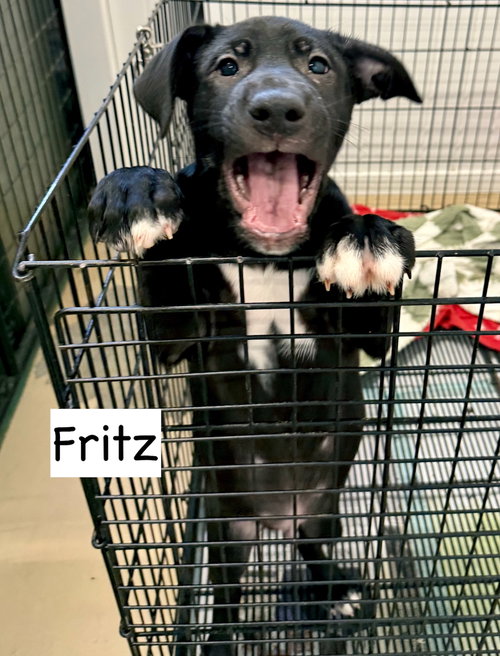 picture of the dog needing adoption
