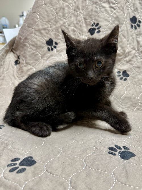 picture of the cat needing adoption