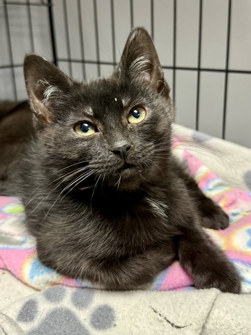 picture of the cat needing adoption