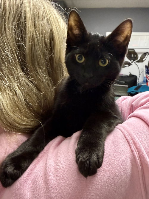 picture of the cat needing adoption