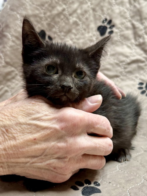 picture of the cat needing adoption