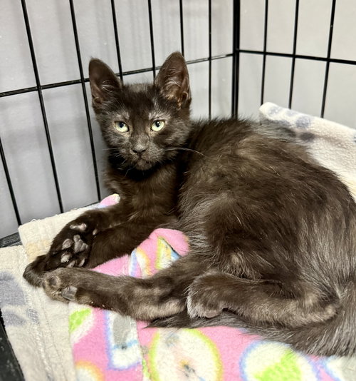 picture of the cat needing adoption