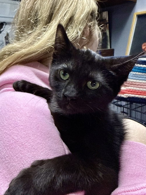 picture of the cat needing adoption