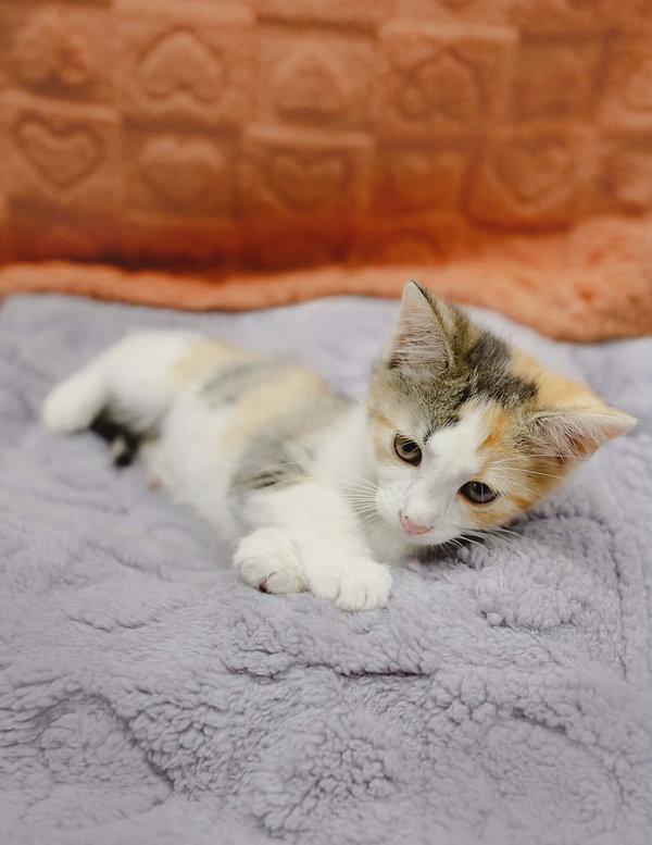 CAT - Danish