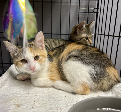 picture of the cat needing adoption