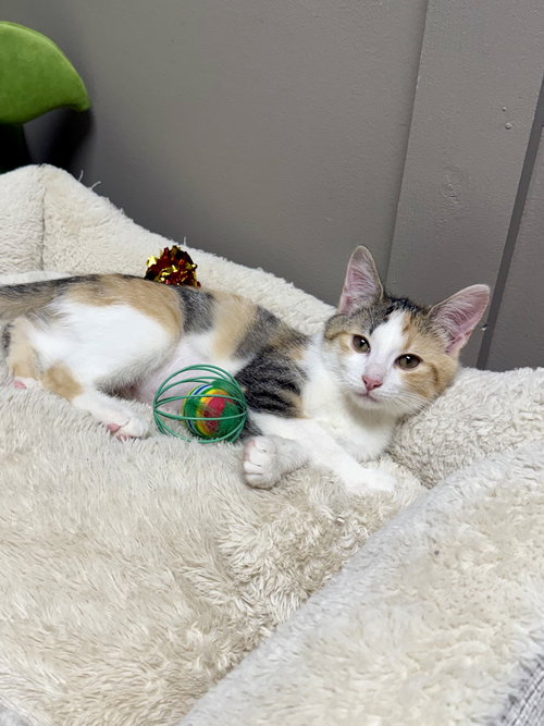 picture of the cat needing adoption
