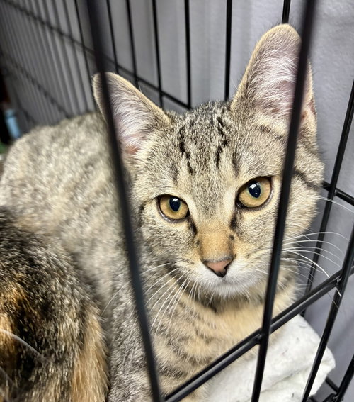 picture of the cat needing adoption
