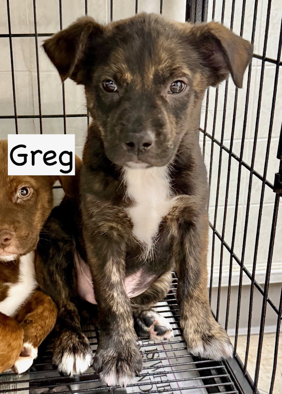 Greg