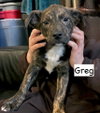 Greg - Photo 2