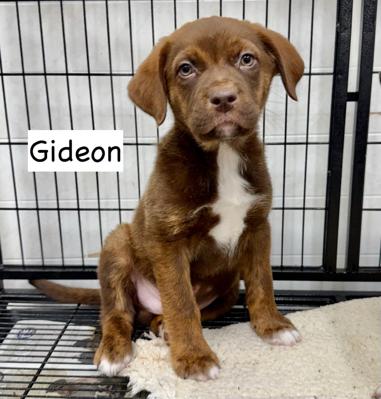Gideon