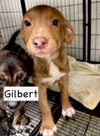 Gilbert - Photo 6