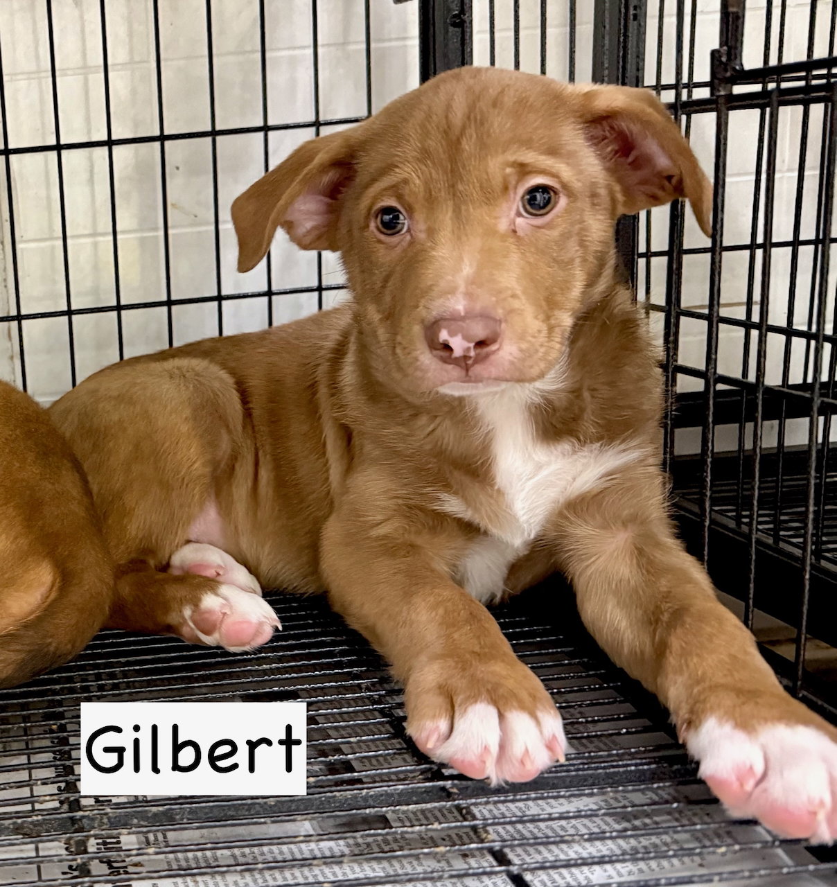 Gilbert
